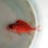 画像4: 《近海産海水魚》テリエビス幼魚…ハンドコート採取 (4)
