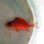 画像2: 《近海産海水魚》テリエビス幼魚…ハンドコート採取 (2)
