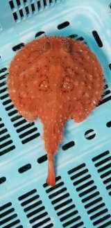 《近海産深海魚冷凍個体》アカグツ（体盤幅15センチ±）の冷凍個体（剥製用・標本用・研究用）