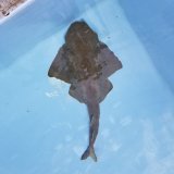 《近海産海水魚》カスザメ…ハンドコート採取