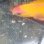 画像3: 《近海産海水魚》シキシマハナダイ（婚姻色）‥画像の個体です (3)