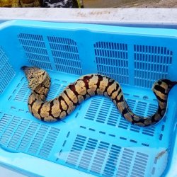 画像11: 《近海産海水魚》☆★【深海産】餌付け済☆ハワイウツボ（画像の極太個体です）Lサイズ…近海ハンドコート採取