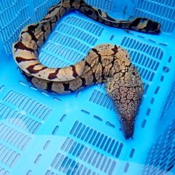 画像5: 《近海産海水魚》☆★【深海産】餌付け済☆ハワイウツボ（画像の極太個体です）Lサイズ…近海ハンドコート採取