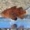 画像8: 《近海産海水魚》クロイシモチ(1匹)…ハンドコート採取