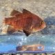 《近海産海水魚》クロイシモチ(1匹)…ハンドコート採取