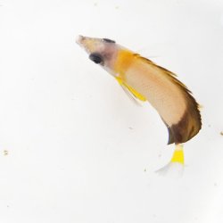 画像6: 《近海産海水魚》☆★熊野灘産★☆シラコダイ(Sサイズ)…近海ハンドコート採取