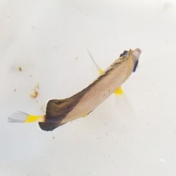 画像4: 《近海産海水魚》☆★熊野灘産★☆シラコダイ(Sサイズ)…近海ハンドコート採取