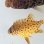 画像1: 《近海産海水魚》★希少サイズ黄色★イシガキダイのベビーの2匹セット・・ハンドコート採取 (1)