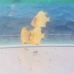 画像3: 《近海産海水魚》★希少サイズ黄色★イシガキダイのベビーの2匹セット・・ハンドコート採取