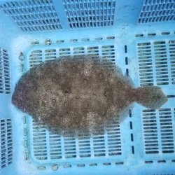 画像1: 《近海産海水魚》ガンゾウビラメ…ハンドコート採取