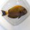 画像5: 《近海産海水魚》ニセカンランハギ（Lサイズ）…3か月間海上生け簀で養育した個体です！
