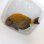 画像7: 《近海産海水魚》ニセカンランハギ（Lサイズ）…3か月間海上生け簀で養育した個体です！