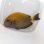 画像4: 《近海産海水魚》ニセカンランハギ（Lサイズ）…3か月間海上生け簀で養育した個体です！