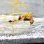 画像9: 《近海産海水魚》☆★☆シイラ幼魚（3〜5センチ±）1匹…当店ハンドコート採取