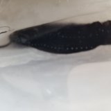 《近海産深海魚》ワニトカゲギス目の1種…冷凍商品