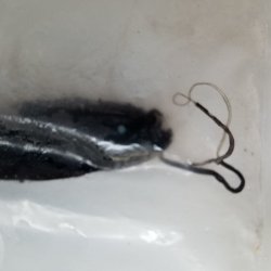 画像2: 《近海産深海魚》ワニトカゲギス目の1種…冷凍商品