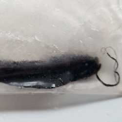 画像5: 《近海産深海魚》ワニトカゲギス目の1種…冷凍商品