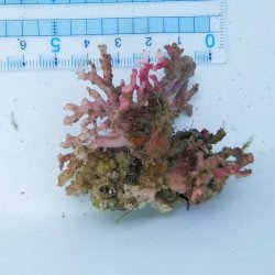 画像4: 《近海産海洋生物》サンゴモドキ（画像の個体です）…ハンドコート採取