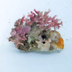 画像1: 《近海産海洋生物》サンゴモドキ（画像の個体です）…ハンドコート採取