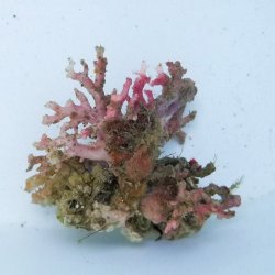画像2: 《近海産海洋生物》サンゴモドキ（画像の個体です）…ハンドコート採取