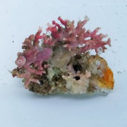 画像3: 《近海産海洋生物》サンゴモドキ（画像の個体です）…ハンドコート採取