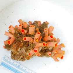 画像5: 《近海産海洋生物》オオエダキサンゴ(密集型)…3Lサイズ(ポリプ50本)