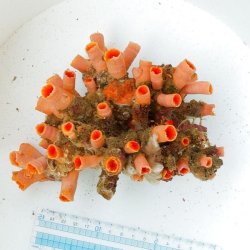 画像4: 《近海産海洋生物》オオエダキサンゴ(密集型)…3Lサイズ(ポリプ50本)