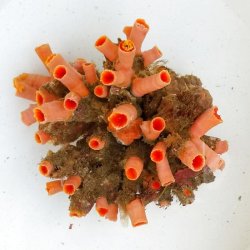 画像3: 《近海産海洋生物》オオエダキサンゴ(密集型)…3Lサイズ(ポリプ50本)