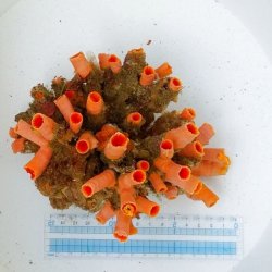 画像1: 《近海産海洋生物》オオエダキサンゴ(密集型)…3Lサイズ(ポリプ50本)