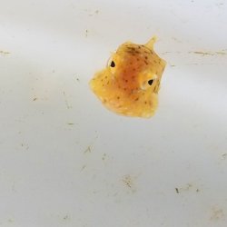 画像5: 《近海産海水魚》【激レア】☆シマウミスズメのベビー…ハンドコート採取