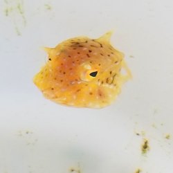 画像3: 《近海産海水魚》【激レア】☆シマウミスズメのベビー…ハンドコート採取