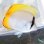 画像4: 《近海産海水魚》☆★熊野灘産のコクテンカタギ(餌爆食い)状態極上・・・近海ハンドコート採取