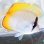 画像1: 《近海産海水魚》☆★熊野灘産のコクテンカタギ(餌爆食い)状態極上・・・近海ハンドコート採取 (1)