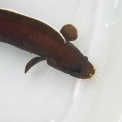 画像4: 《近海産海水魚》【激レアサイズ】イタチウオ（Sサイズ）…ハンドコート採取