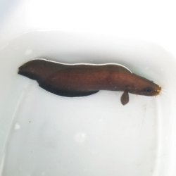 画像6: 《近海産海水魚》【激レアサイズ】イタチウオ（Sサイズ）…ハンドコート採取