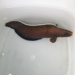 画像2: 《近海産海水魚》【激レアサイズ】イタチウオ（Sサイズ）…ハンドコート採取