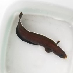 画像3: 《近海産海水魚》【激レアサイズ】イタチウオ（Sサイズ）…ハンドコート採取