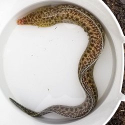 画像3: 《近海産海水魚》アミメウツボ（Mサイズフリー個体）1本…ハンドコート採取