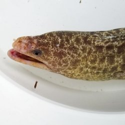 画像4: 《近海産海水魚》アミメウツボ（Mサイズフリー個体）1本…ハンドコート採取