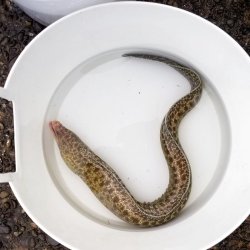 画像6: 《近海産海水魚》アミメウツボ（Mサイズフリー個体）1本…ハンドコート採取