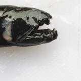 《深海産海水魚》クロトカゲギスの1種（約6センチ）冷凍個体…個体状態良好