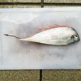 《近海産深海魚》【激レア】フリソデウオ（約25センチ±）冷凍個体‥珍サイズ