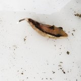 《近海産海水魚》ツマジロモンガラ　幼魚…ハンドコート採取