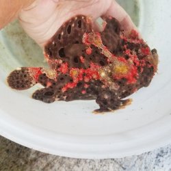 画像8: 《近海産海水魚》☆★☆赤いクマドリ模様のオオモンカエルアンコウ（極美個体）・・ハンドコ ート採取