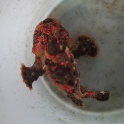 画像2: 《近海産海水魚》☆★☆赤いクマドリ模様のオオモンカエルアンコウ（極美個体）・・ハンドコ ート採取