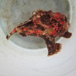 画像3: 《近海産海水魚》☆★☆赤いクマドリ模様のオオモンカエルアンコウ（極美個体）・・ハンドコ ート採取