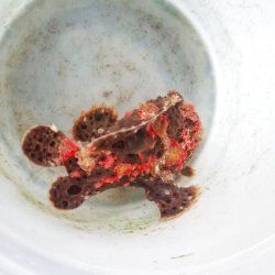 画像5: 《近海産海水魚》☆★☆赤いクマドリ模様のオオモンカエルアンコウ（極美個体）・・ハンドコ ート採取