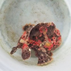 画像7: 《近海産海水魚》☆★☆赤いクマドリ模様のオオモンカエルアンコウ（極美個体）・・ハンドコ ート採取