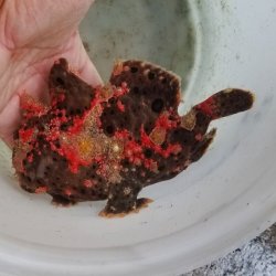 画像9: 《近海産海水魚》☆★☆赤いクマドリ模様のオオモンカエルアンコウ（極美個体）・・ハンドコ ート採取