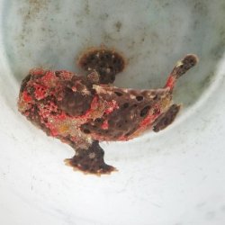 画像6: 《近海産海水魚》☆★☆赤いクマドリ模様のオオモンカエルアンコウ（極美個体）・・ハンドコ ート採取